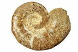 Jurassic Ammonite (Hemilytoceras) Fossil - Madagascar #226737-1